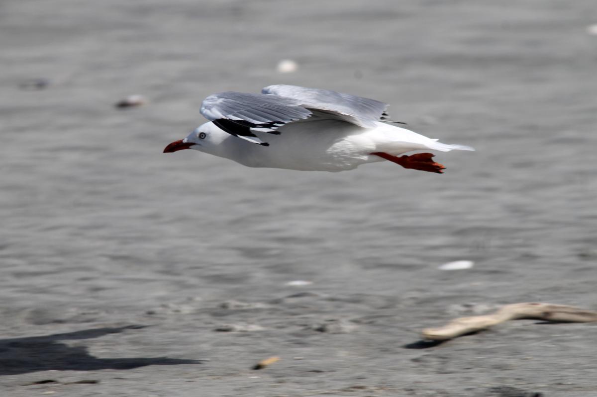 Red-billed Gull (Red-billed Gull)